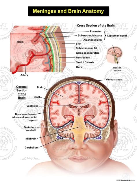meninges