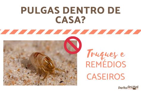 Como Acabar Pulgas Dentro De Casas Os Melhores Rem Dios