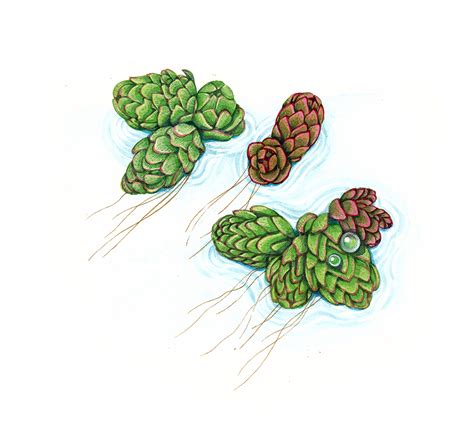 Water Fern Azolla Filiculoides Lizzie Harper