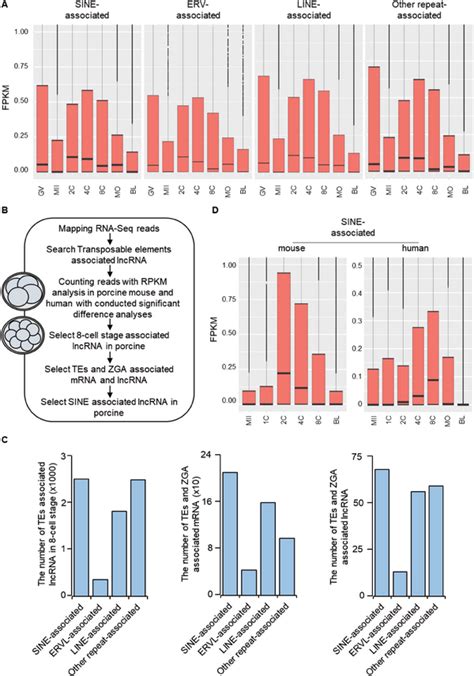 Sine‐associated Lncrna Demonstrates Elevated Expression Levels During