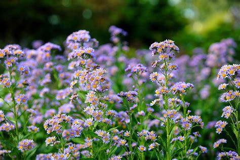Aster Flower Growing Guides Tips And Info Gardeners Path