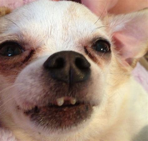 Зубы у чихуахуа (53 фото) - картинки sobakovod.club