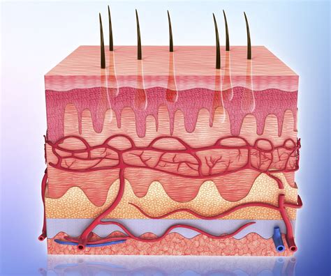 Collection Pictures Label The Structures Of The Skin And