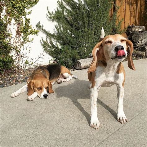 beagle news | Beagle, Puppies, Animals