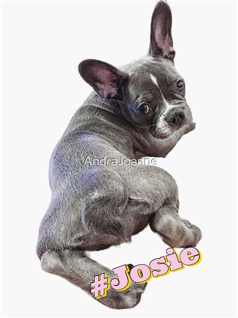 Josie The Frenchie Sticker For Sale By AndraJoanne Redbubble