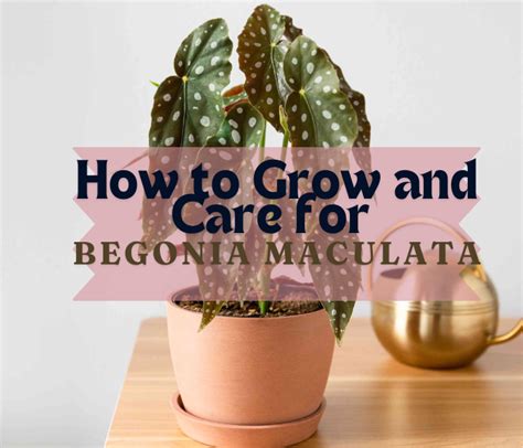 How To Grow And Care For Begonia Maculata