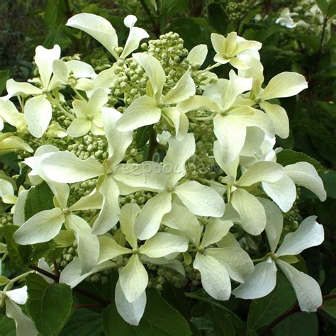 Гортензия метельчатая Грейт Стар: купить саженцы Hydrangea paniculata ...
