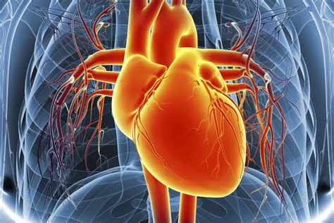 The Function of the Heart Ventricles