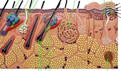 Skin Layers Diagram Quizlet