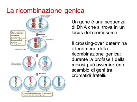 Mendel E Lereditariet Ppt Scaricare