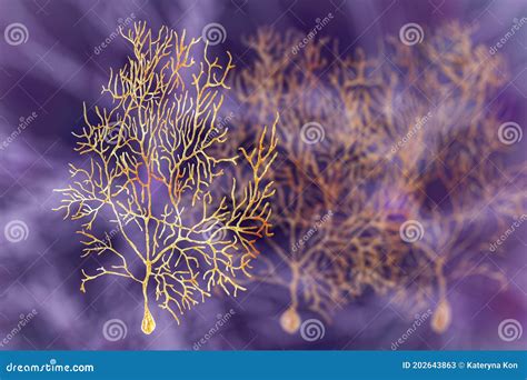 Purkinje Neuron GABAergic Neuron Located In The Cerebellum Stock