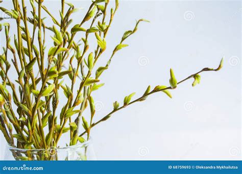 Green Pussy Willow Bouquet In Glass Vase Palm Sunday Stock Image Image Of Decorative Season