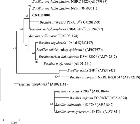 Phylogenetic tree of the isolate CNU 114001 and other Bacillus species ...