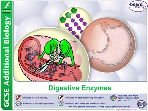 Digestive Enzymes: Biology Presentation