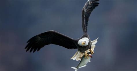 Weird And Wonderful Traits Of The Naked Mole Rat