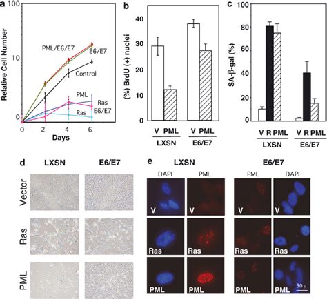 Inhibition Of PML Induced Senescence By Retroviral Mediated Expression