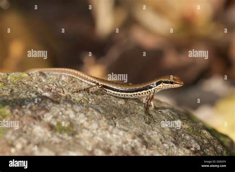 Forest Skink Hi Res Stock Photography And Images Alamy