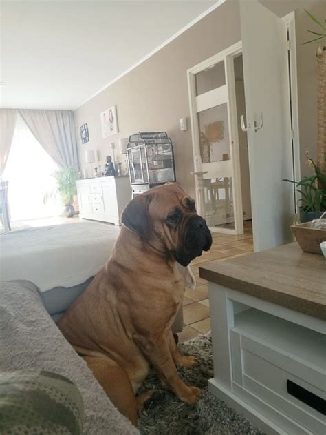 Pin On Dyna Bullmastif Bull Mastiff Loyal Dogs Mastiffs