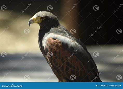 Hunting Hawk Before Taking Off Stock Image Image Of Austringer