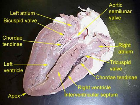 Cow Heart Diagram