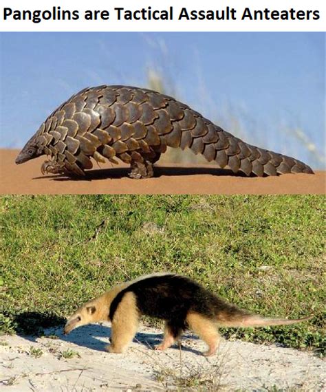 Tactical Assault Anteater : r/ProperAnimalNames