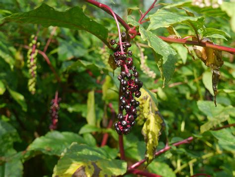 Pokeweed | Identify that Plant