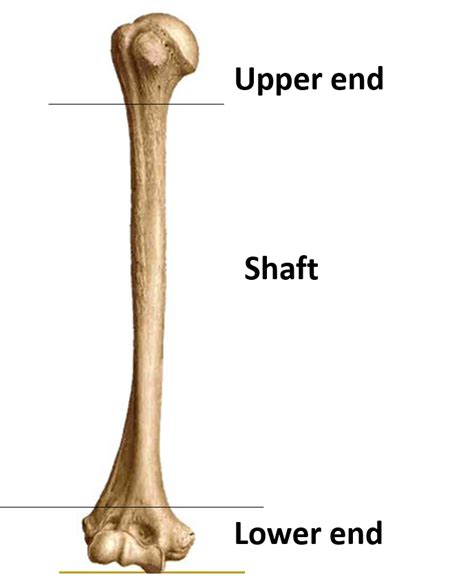 Humerus Anatomy Qa