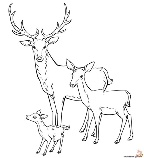 Coloriages De Cerfs Adorables Et Faciles Des Designs D Licieux