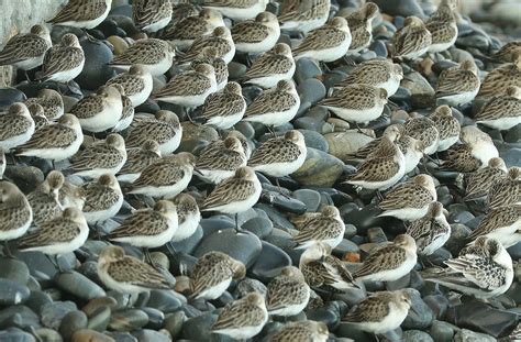 Download free photo of Sandpipers, beach, bind, wildlife, nature - from ...