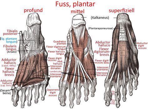 linkmap: fuß plantar | Yogabuch