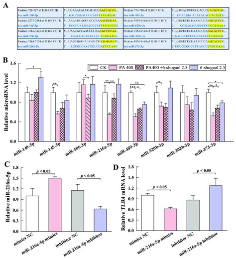 Mirna 216a 5p Directly Targeted Tlr4 Mrna A The Predicted Download Scientific Diagram