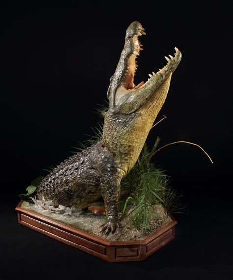 The Wildlife Gallery Custom Taxidermy Studio Crocodile Taxidermy