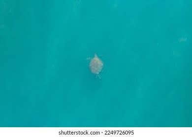 585 Green Sea Turtle Top View Images, Stock Photos & Vectors | Shutterstock