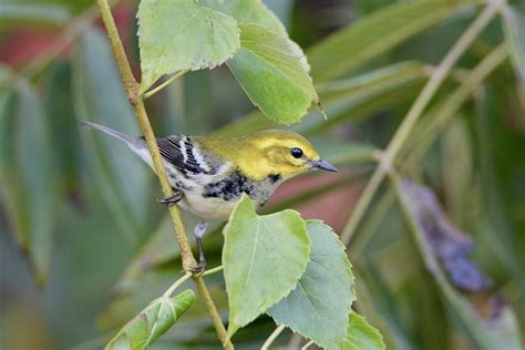 Black Throated Green Warbler Fall Male By Jackie B Elmore Flickr