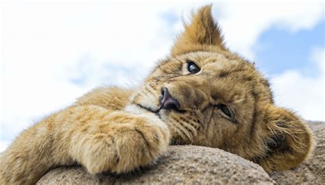 Лев — Lion