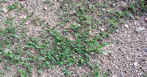 Eliminating goathead burs requires 3-pronged approach