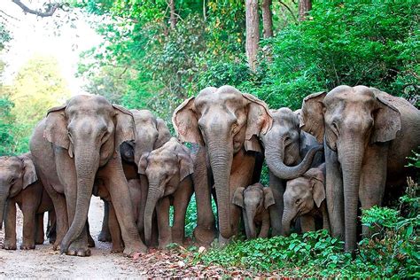 Азиатский индийский слон - 50 фото