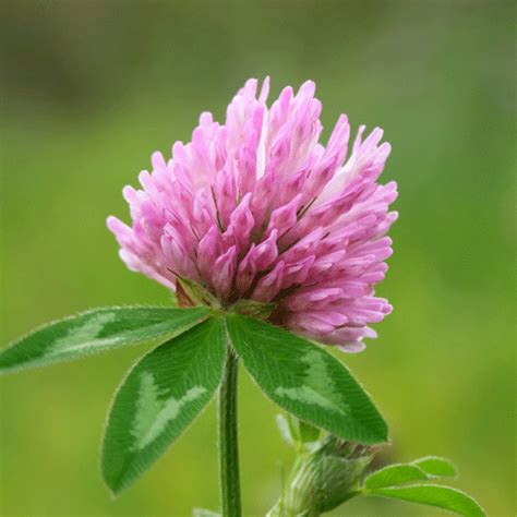 Organic Red Clover Seeds - Natural Seed Bank