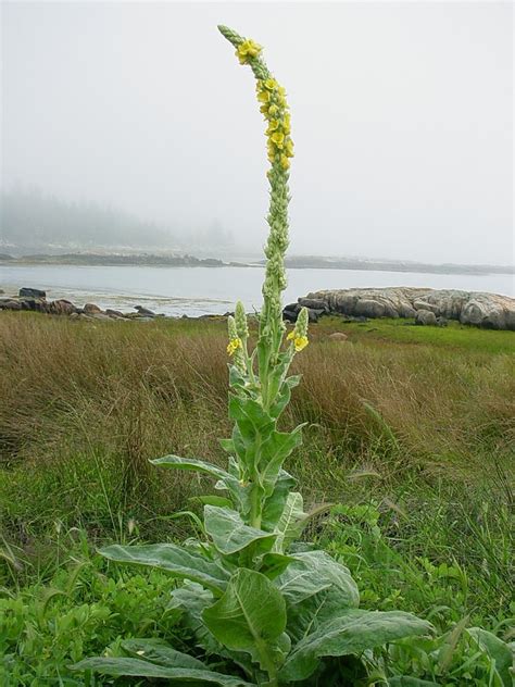 Great Mullein Verbascum Thapsus Growing On The Great Ormes 52 Off