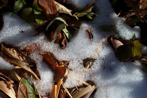 Free Images Tree Nature Branch Snow Winter Wood Sunlight Leaf