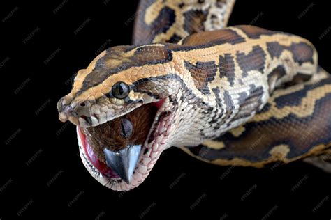 burmese python eating  bird premium photo