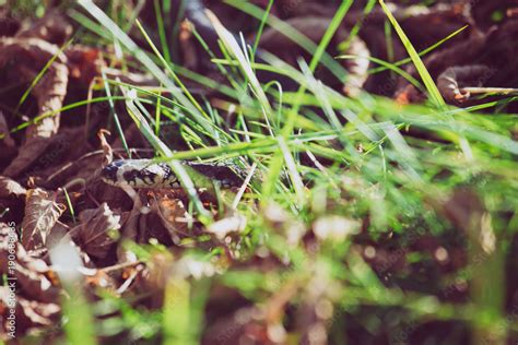 Foto De The Grass Snake Natrix Natrix In Grass Called The Ringed