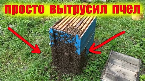 Роение пчел. Как вывести пчел с роевого состояния. Интересный случай с ...