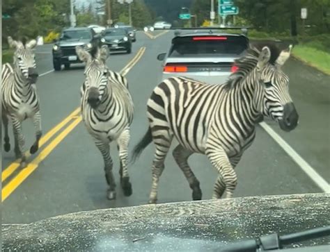 I Like To Move It Zebras Escape Trailer Gallop On Washington
