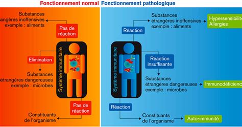 Schéma du fonctionnement normal et pathologique du système immunitaire