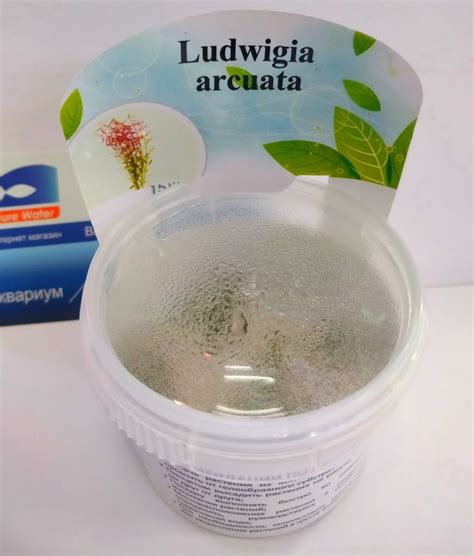 Купить Ludwigia arcuata (Людвигия аркуата) в Москве недорого