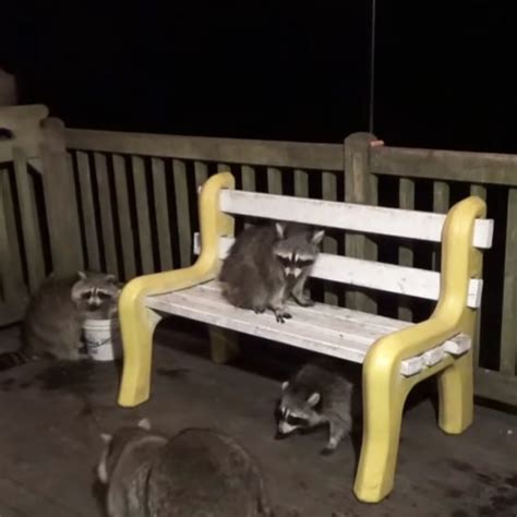 Raccoon Whisperer sits on a bench while feeding them some treats ...