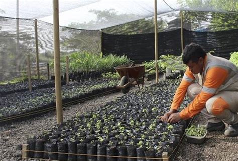 Por qué es importante el uso de viveros forestales en fincas CONtexto