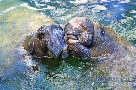 Manatee Kiss Photograph By Olga Hamilton Pixels