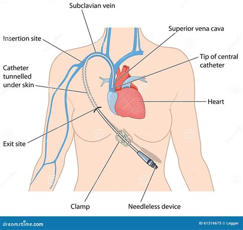Anatomía De La Vena Subclavia Anatomía De Tórax (ANATOMÍA DE